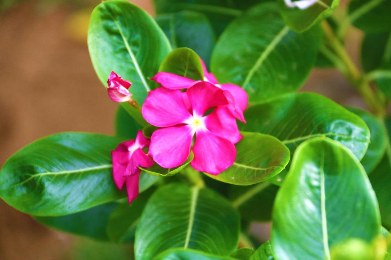 A&B Resort Negombo Kudapaduwa 외부 사진